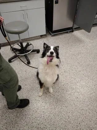 An adult medium-sized female Australian Shepherd dog named Eiko for adoption in Gastonia, NC