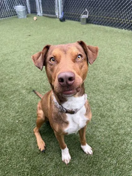 An adult large-sized male Mixed Breed dog named Abe for adoption in Lafayette, IN