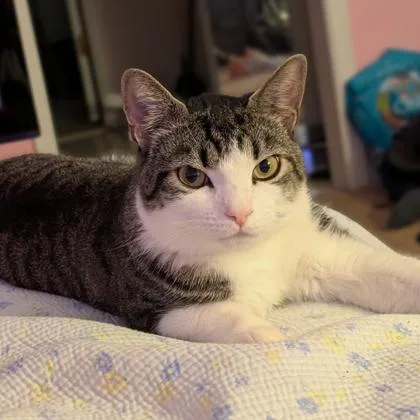 An adult small-sized male Brown / Chocolate Domestic Short Hair cat named Harvey for adoption in Atlanta, GA