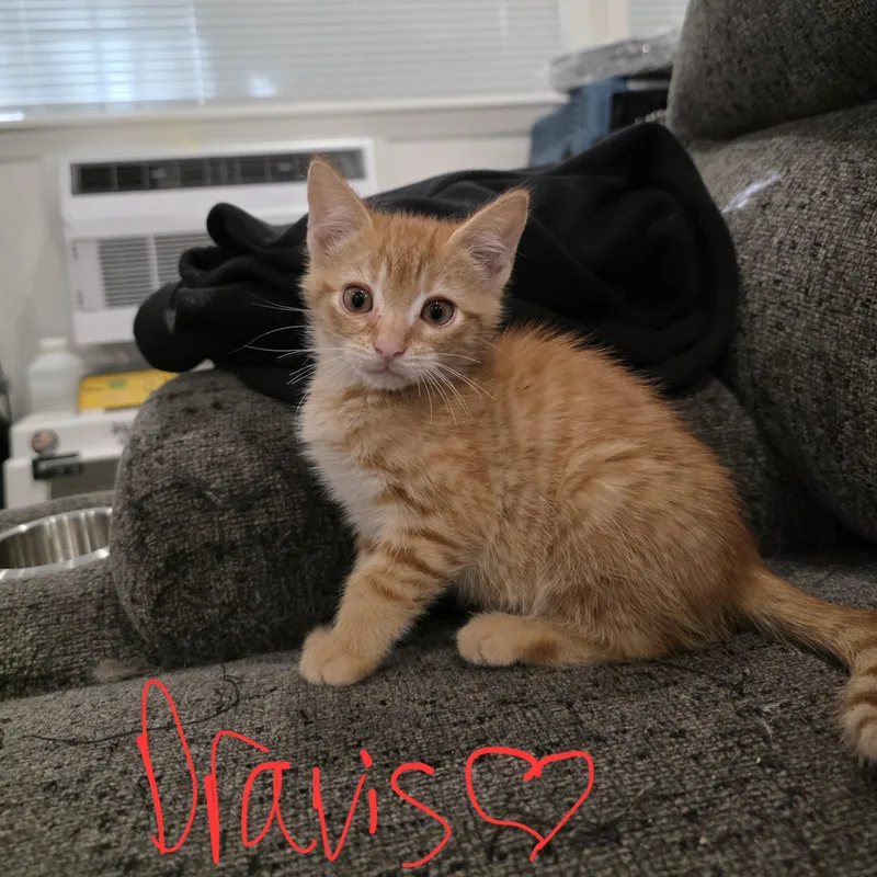 A baby medium-sized male Tabby (Orange / Red) Domestic Short Hair cat named Dravis for adoption in Moriches, NY