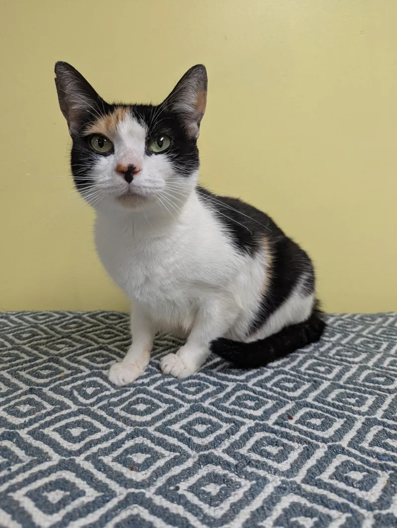 An adult medium-sized female Calico Domestic Short Hair cat named Cookie for adoption in Jackson, GA