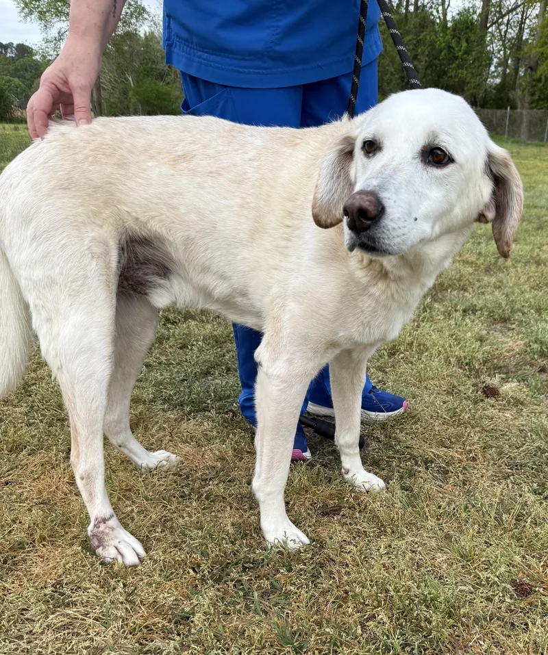 Danny Boy Needs A thumbnail 2