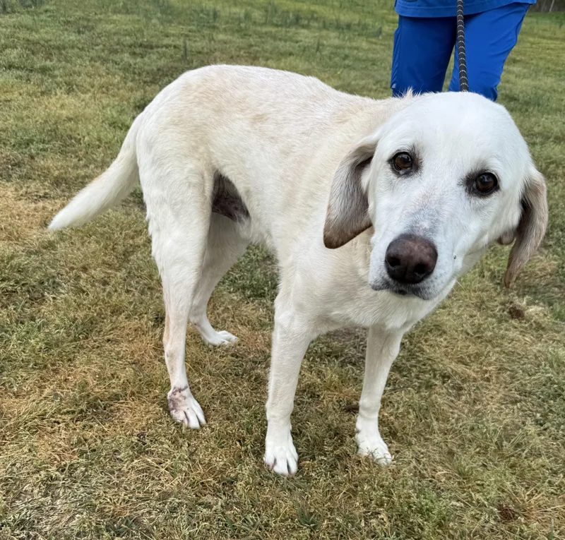 Danny Boy Needs A thumbnail 3