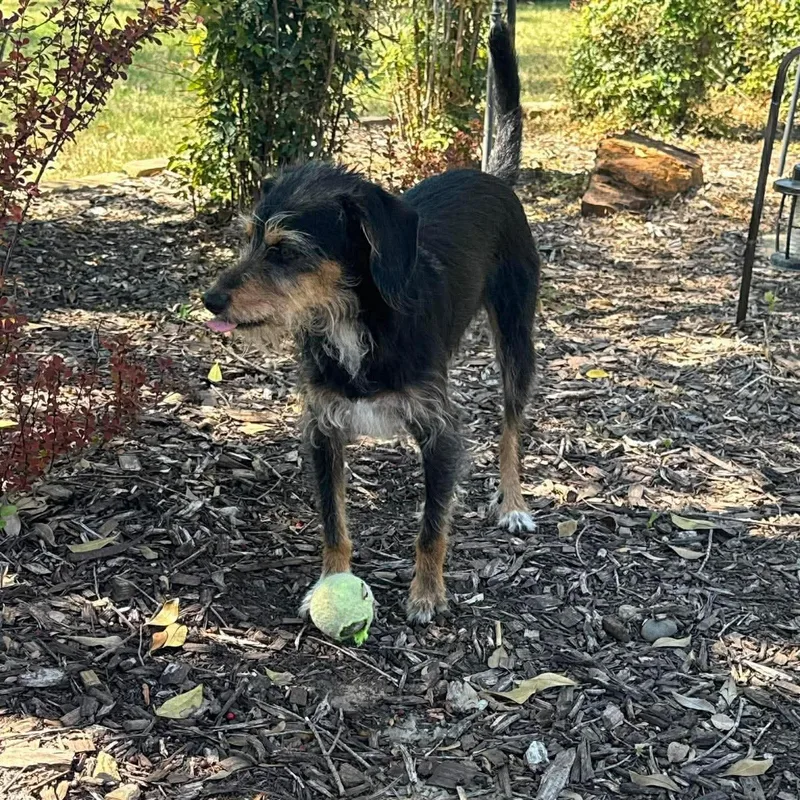 Archie And Chico thumbnail 2