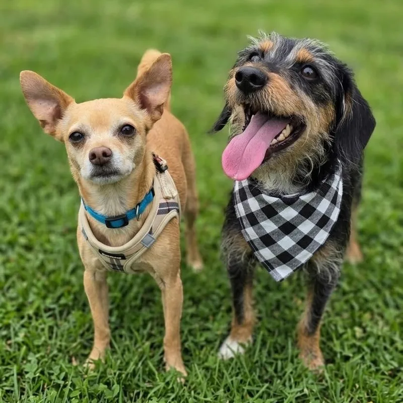 An adult small-sized male Chihuahua dog named Archie And Chico for adoption in Justin, TX