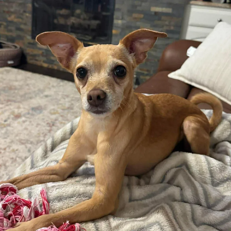 Archie And Chico thumbnail 5