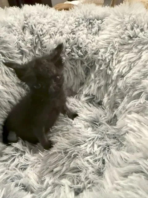 A baby small-sized male Black Bombay cat named Wellsy for adoption in Paulina, LA