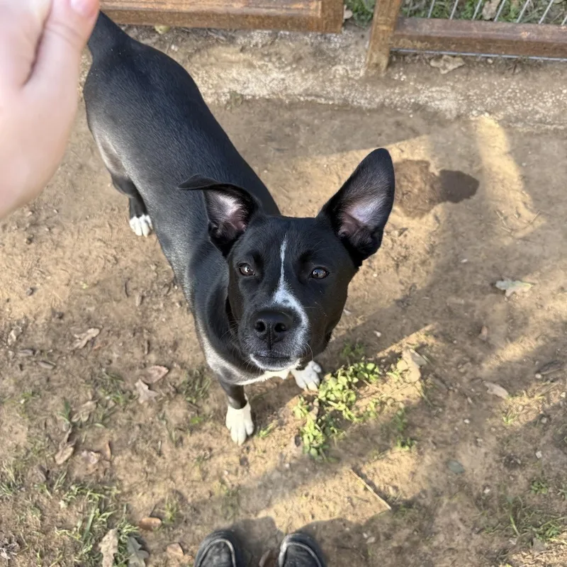 A young medium-sized female Black Labrador Retriever dog named Zora for adoption in Fort Worth, TX