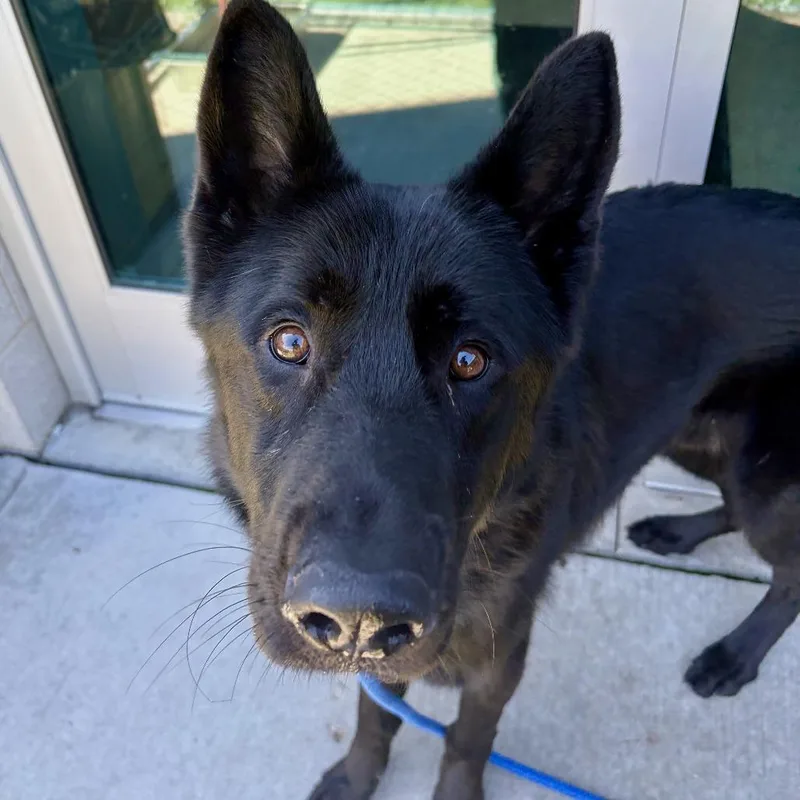 An adult medium-sized male Black Shepherd dog named Chief for adoption in Matteson, IL