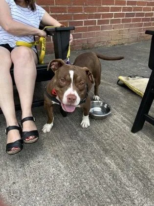 Bucket