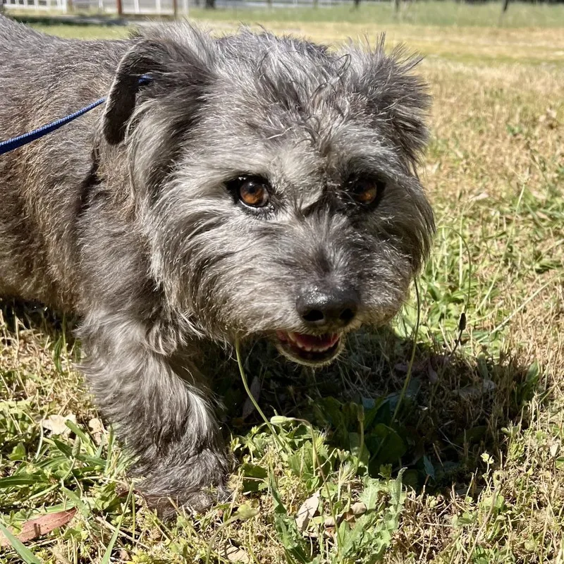 A senior small-sized female Black Terrier dog named Shania for adoption in Sonoma, CA