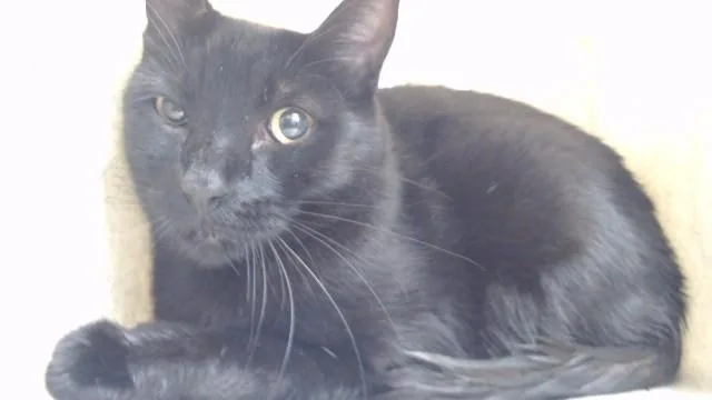 An adult medium-sized male Domestic Short Hair cat named Salem for adoption in Downey, CA