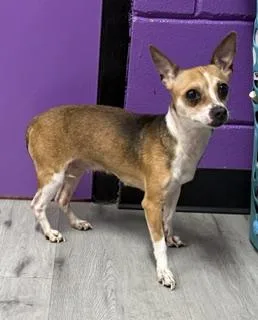 A young small-sized female Chihuahua dog named Amy for adoption in Tifton, GA