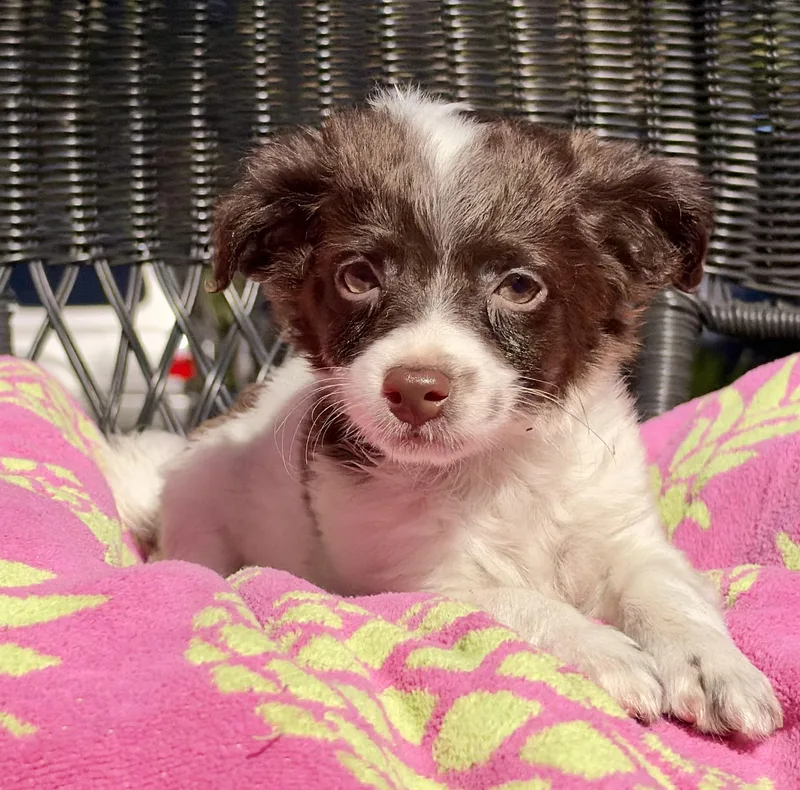 A baby small-sized female White / Cream Mixed Breed dog named Ouiser for adoption in Mt Pleasant, SC