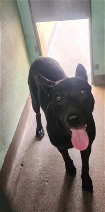 A young large-sized female German Shepherd Dog dog named Negra for adoption in Chatsworth, CA