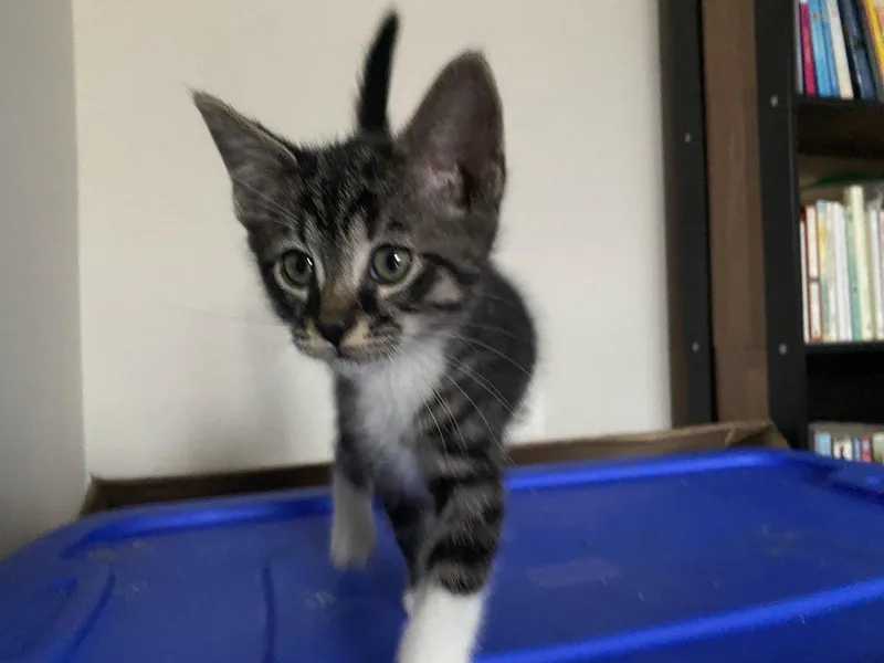 A baby medium-sized male Brown / Chocolate Domestic Short Hair cat named Chance for adoption in Herndon, VA