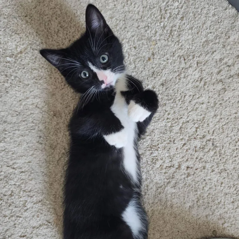 A baby small-sized male Black Domestic Short Hair cat named Pomney $ for adoption in Milwaukee, WI