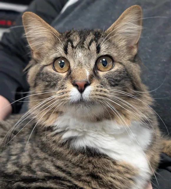 A young medium-sized male Domestic Long Hair cat named Tiggy for adoption in Canfield, OH