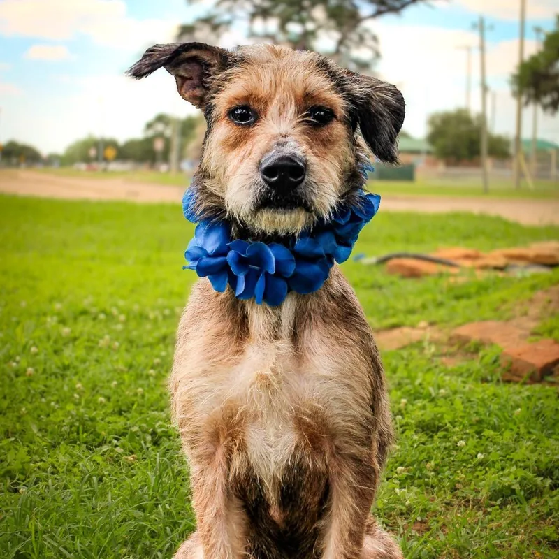 An adult medium-sized male Brown / Chocolate Terrier dog named Bruno for adoption in Lake Jackson, TX
