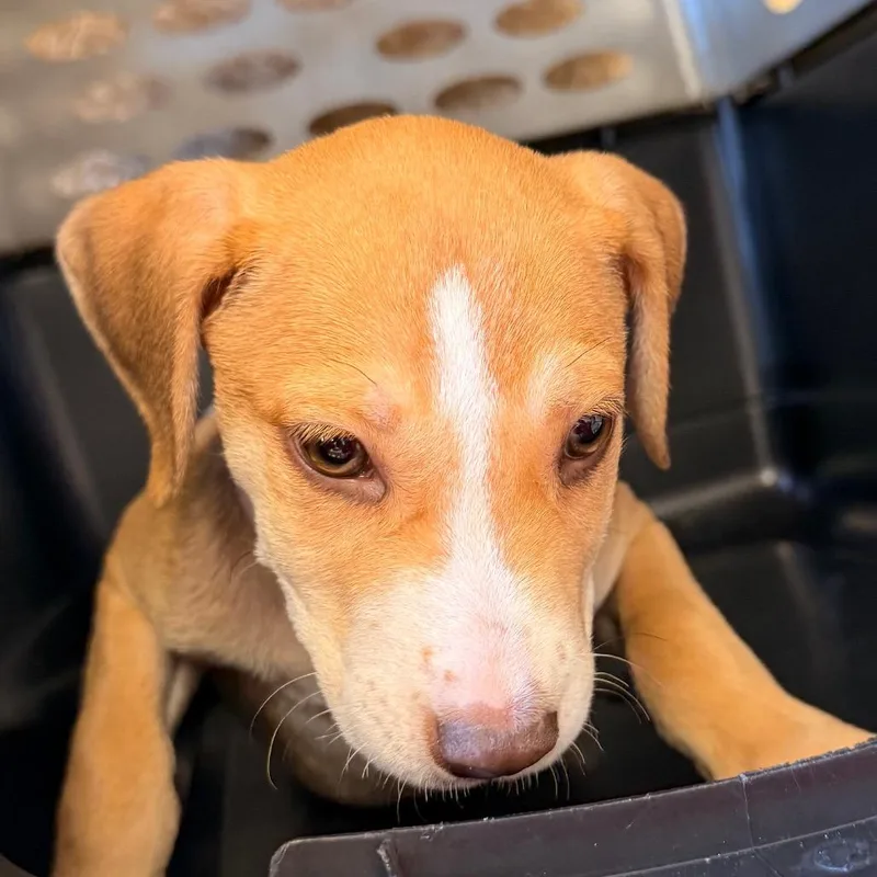 A baby small-sized female Golden Retriever dog named Draculaura for adoption in Birmingham, AL