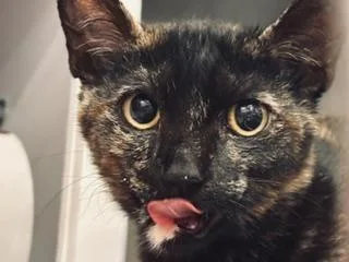 A baby small-sized female Domestic Short Hair cat named Poppy for adoption in Palo Alto, CA