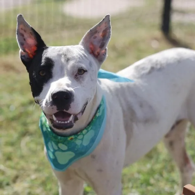An adult large-sized male American Staffordshire Terrier dog named Andretti Coloney for adoption in San Antonio, TX