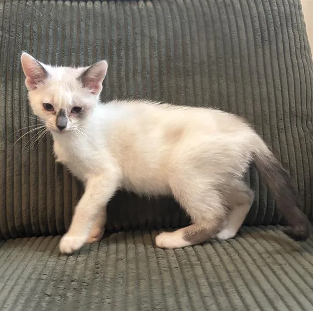 A baby small-sized female Domestic Short Hair cat named Almond for adoption in Sacramento, CA