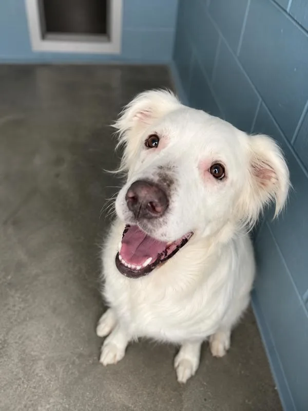 An adult large-sized female Golden Retriever dog named Luna for adoption in Lafayette, LA