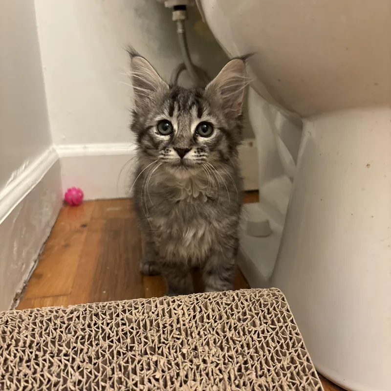 Downy Mildew  Athens thumbnail 2