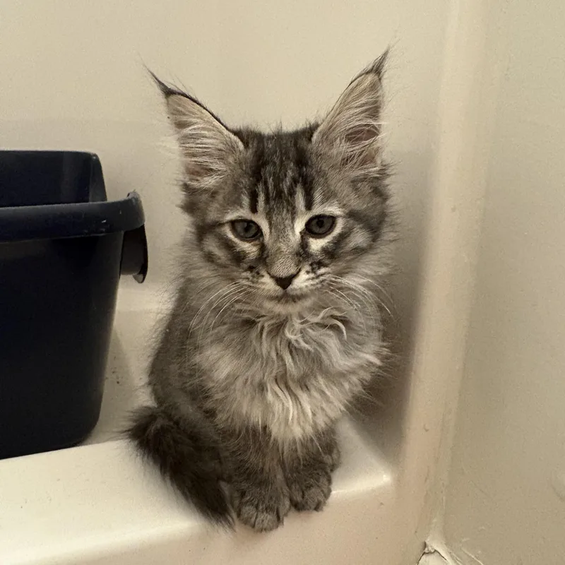 A baby medium-sized female Tabby (Gray / Blue / Silver) Domestic Medium Hair cat named Downey Mildew  Athens for adoption in Greensboro, GA