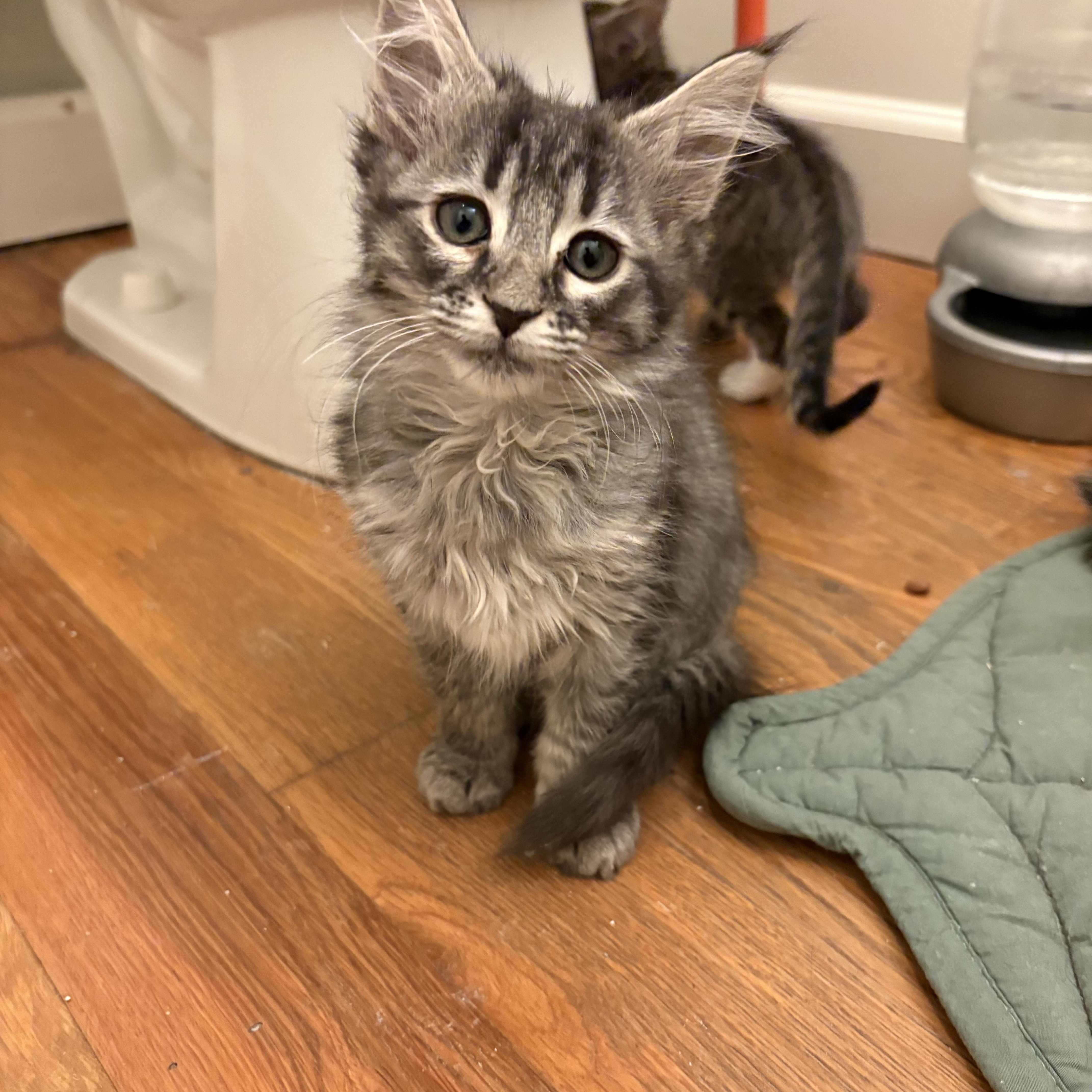 Downy Mildew  Athens thumbnail 3