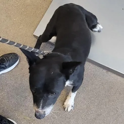 An adult medium-sized male Black Mixed Breed dog named Perry for adoption in Las Cruces, NM