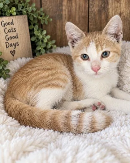 A baby small-sized male Domestic Short Hair cat named Chief for adoption in Paducah, KY
