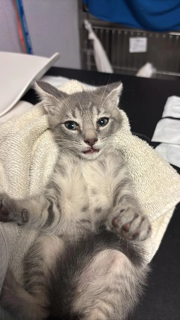 A baby small-sized male Domestic Short Hair cat named Romeo for adoption in New Braunfels, TX