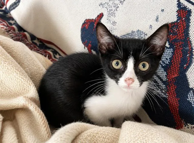 A baby medium-sized male Black Domestic Short Hair cat named Pecos for adoption in Houston, TX