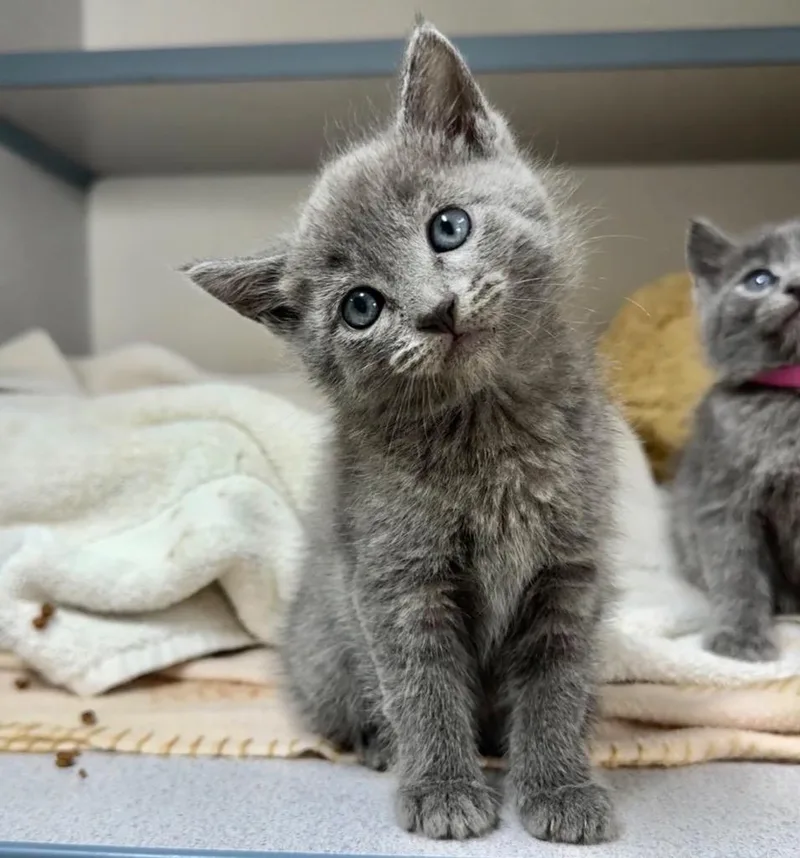 A baby small-sized female Domestic Short Hair cat named Trumpet for adoption in Cambria, CA