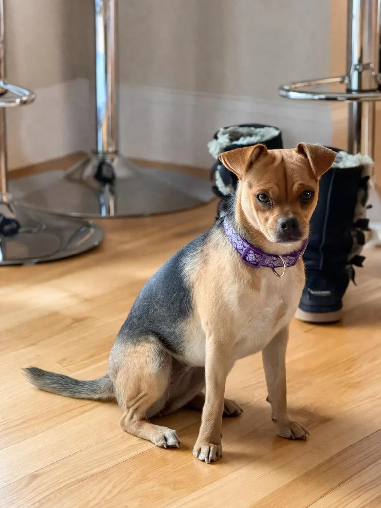 A baby small-sized female Chihuahua dog named Weezer for adoption in Princeton, MA