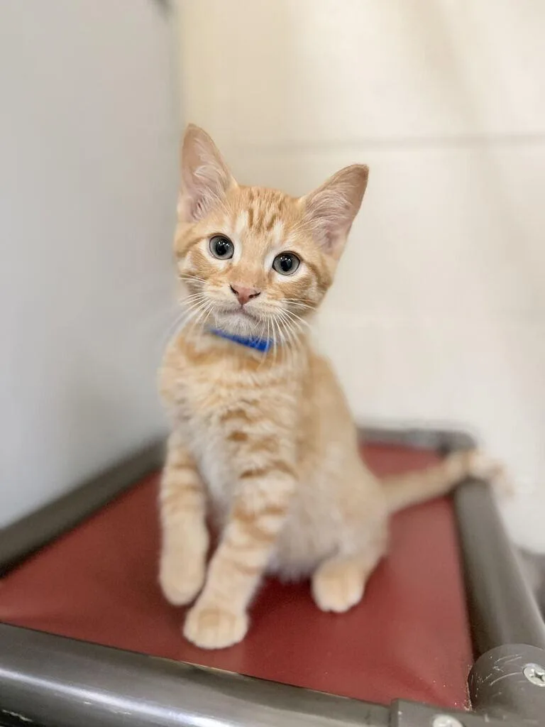 A baby small-sized male Orange / Red Domestic Short Hair cat named Cheetah for adoption in Fruit Heights, UT