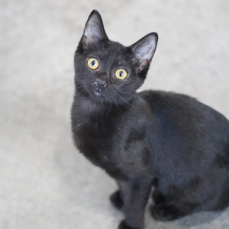 An adult medium-sized female Black Domestic Short Hair cat named Nova for adoption in Ottumwa, IA