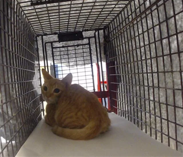 A young small-sized male Domestic Short Hair cat named Young for adoption in Miami, FL
