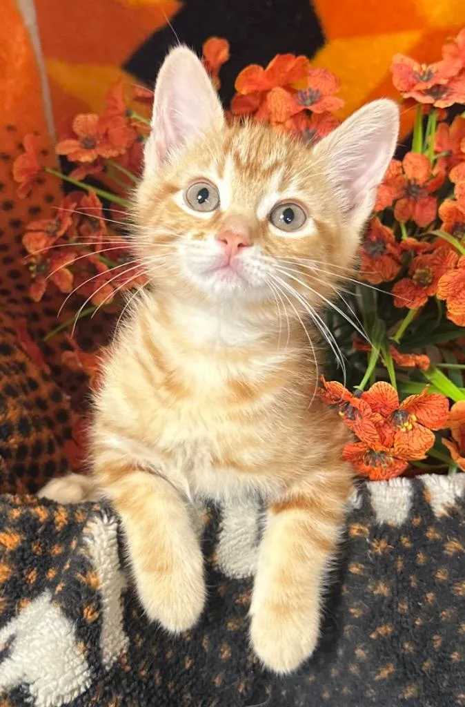 A baby small-sized male Domestic Short Hair cat named Apollo for adoption in Stillwater, OK