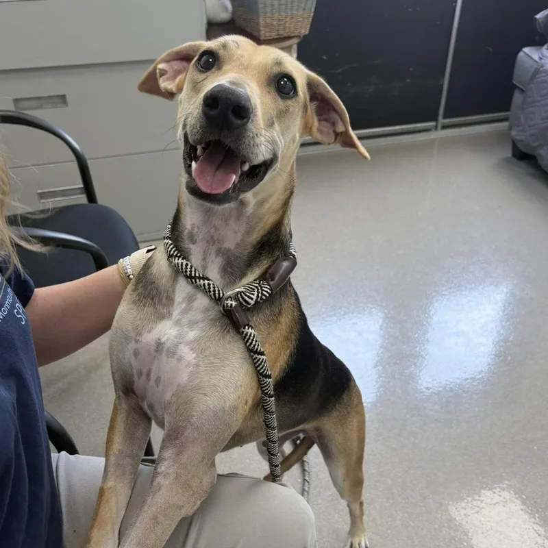 An adult medium-sized male Tricolor (Brown, Black, & White) Shepherd dog named Bradley for adoption in Eatontown, NJ