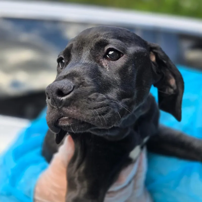 A baby small-sized female Black Mixed Breed dog named Darla for adoption in Charleston, WV