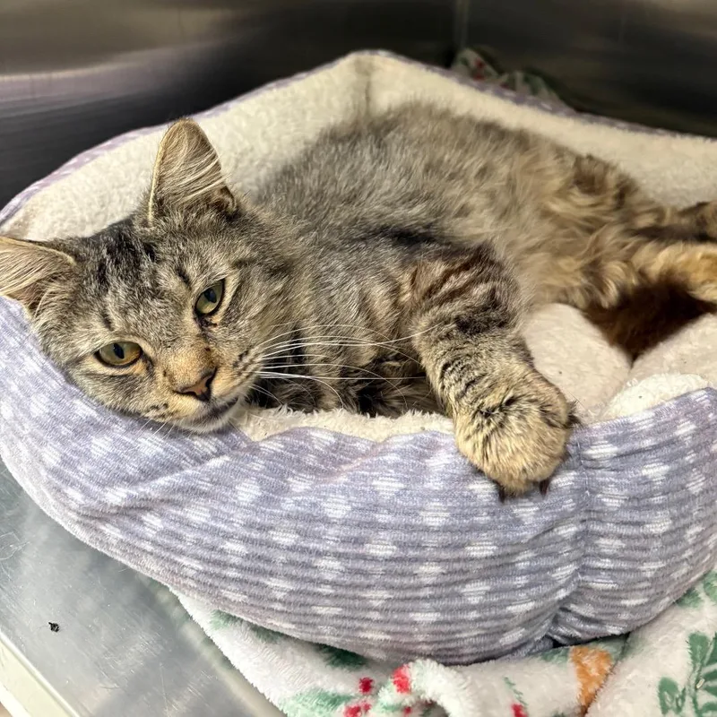 A senior medium-sized male Brown / Chocolate Domestic Long Hair cat named Stephen for adoption in Auburn, AL