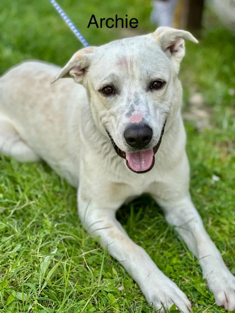 An adult large-sized male Labrador Retriever dog named Archie for adoption in Huntsville, TX
