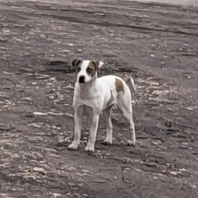 A young small-sized female Labrador Retriever dog named Mila for adoption in San Antonio, TX