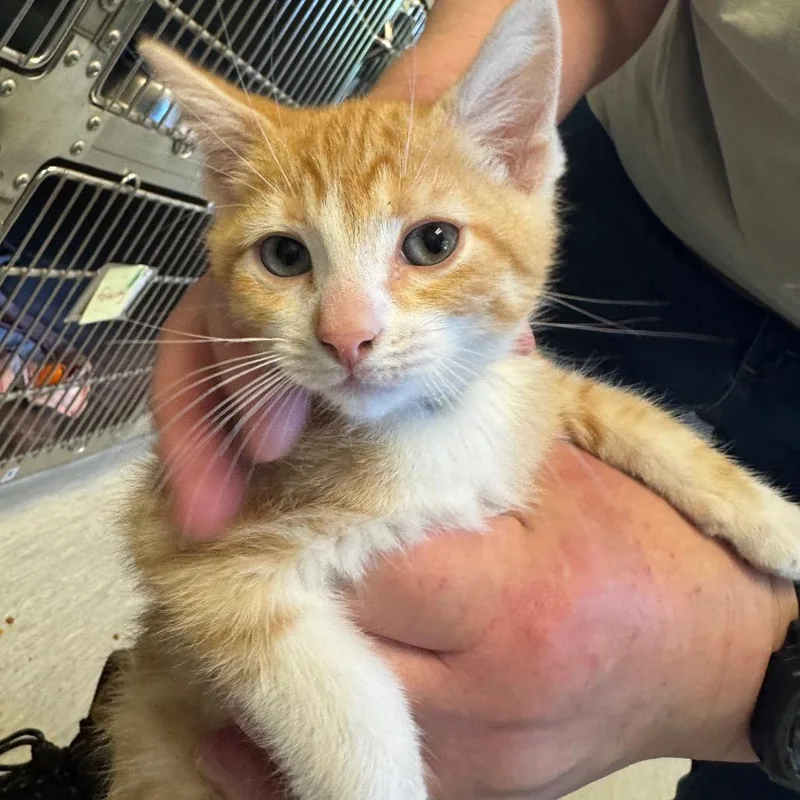 A baby small-sized male Orange / Red Domestic Short Hair cat named Nigel for adoption in Columbia Station, OH