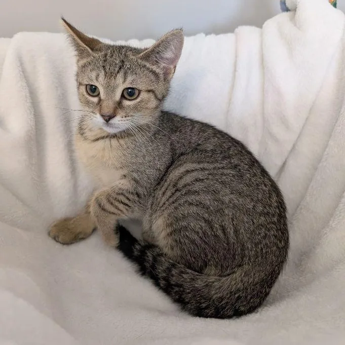 A baby medium-sized male Tabby (Brown / Chocolate) Domestic Short Hair cat named Prince Cornelius for adoption in Lake Orion, MI