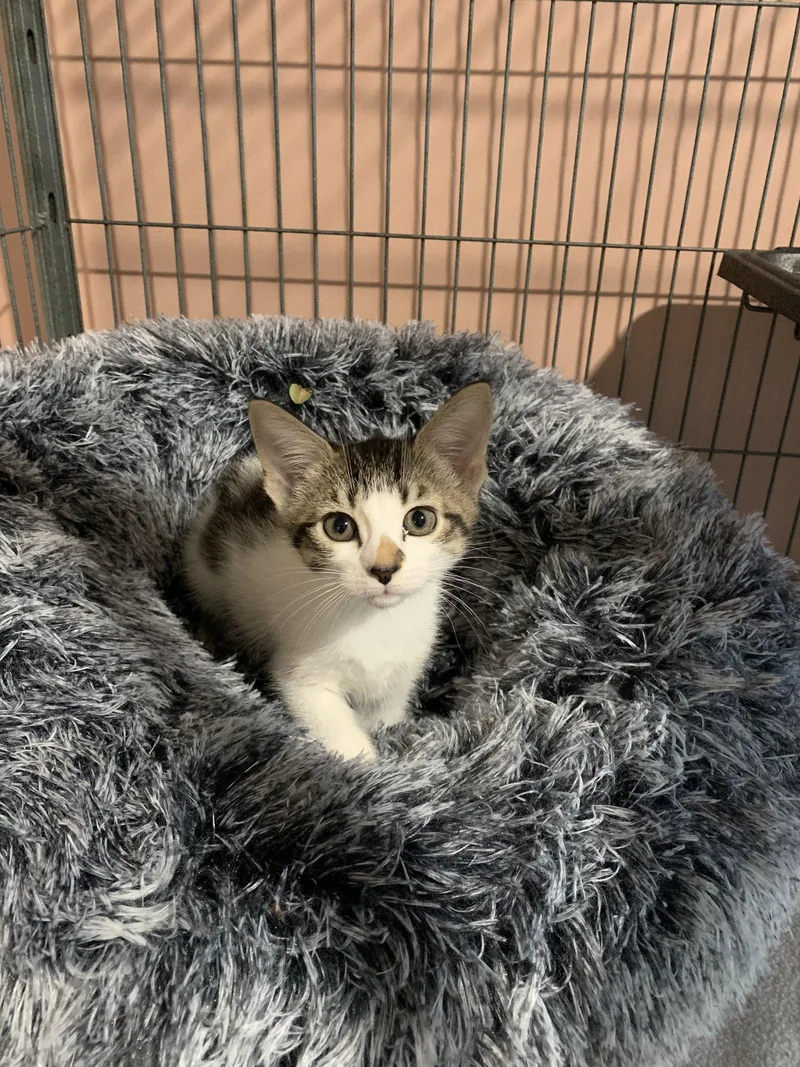 A baby medium-sized female White Domestic Short Hair cat named Butterfly for adoption in Sanford, FL