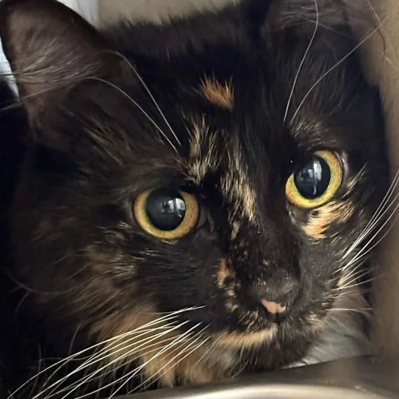 An adult medium-sized female Calico Domestic Long Hair cat named Tinkerbell for adoption in Gloucester, VA